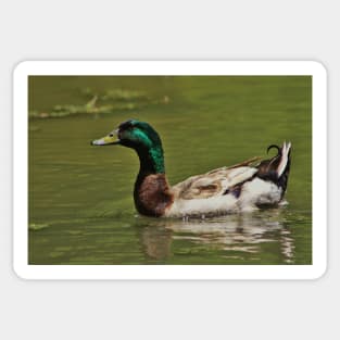 Colorful Mallard Drake Swimming Sticker